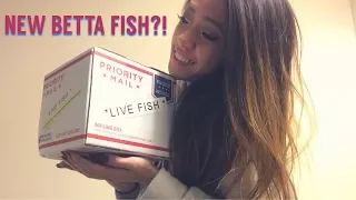 UNBOXING MY NEW BETTA FISH