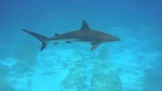 Shark Week - Scuba Diving - Exuma Bahamas