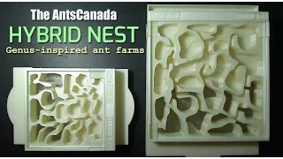 New Genus-inspired Ant Farm | The AntsCanada Hybrid Nest