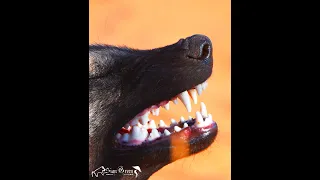 African wild dogs kill a Warthog (pumba) Not for sensitive people!