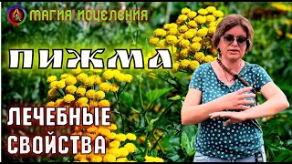 Пижма обыкновенная, лечебные свойства | Цветки пижмы применение