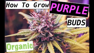 GROWING PURPLE FLOWERS WITHOUT CHEMICALS OR DYES! Organic Deformed Mutant Autoflower Organic Grow