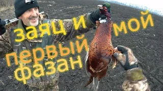 ОХОТА на ЗАЙЦА.  И мой ПЕРВЫЙ ФАЗАН !  Hare Hunting.