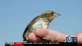 Bird found along the Connecticut shoreline faces extinction