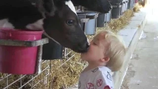 Cows Are Awesome: Compilation