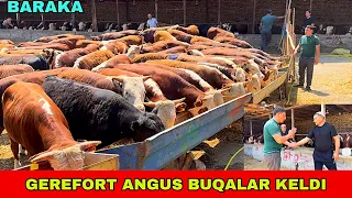 GEREFORT ANGUS BUQALAR 94-557-09-95 / 99-067-01-10 / 93-972-02-12 / SOTILADI