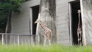 キリン  ~ giraffe ~