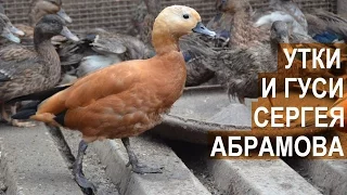 Утки и гуси в птичьем парке Сергея Абрамова