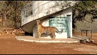 The Royal Walk of Tiger P243 at Panna Tiger Reserve
