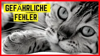 DAS MACHT IHRE KATZE KRANK - Schlimme Fehler, die ein Katzenleben verkürzen