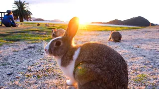 Trascorrere 2 giorni sull'unica "isola dei conigli" al mondo, un'isola disabitata