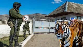 Тигр несколько дней приходил к воротам воинской части, сначала никто не понимал, что ему нужно...