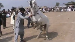 Harchahal Horse dancing maila sakrila Sharif sarai alamgir 2019