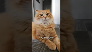 it's been so long since he's had it that he forgot what it felt like 😅 #animals #cat #cute #funny