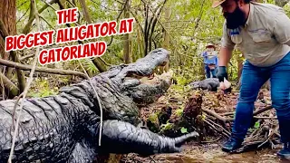 Is Buddy the Biggest Gatorland Alligator⁉️