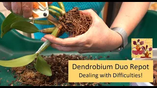 Repotting Two Dendrobium Orchids | Difficult Orchid Repotting | Orchid Cane Removal & Gnarly Roots!