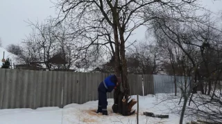 Как спилить дерево,если оно наклонилось к соседу.?