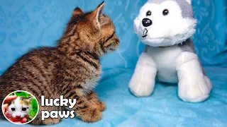 The Orphan Kitten Does Not Stop Thinking the Toy is Its Mom | Lucky Paws