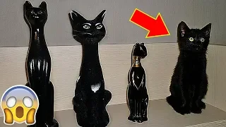 These Cats Can Beat You At Hide And Seek ★ New 2018