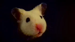 Hamster Eating in a Pocket [Slow Motion]