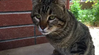 Während die getigerte Streunerkatze im Garten schlief, ging ich zu ihr und gab ihr Futter.