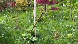 All you need to know about staking a tree including how long to keep your tree staked for