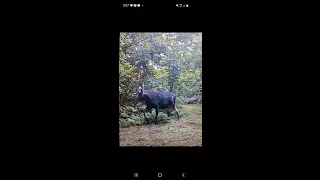 2023 Moose Hunt New Brunswick