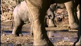 Elephants- BBC Planet Earth