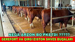 GEREFORT VA SHVES BUQALAR  88-664-99-09 ARZONCHI YONDIRVORDIYU