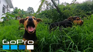 GoPro: National Dog Day