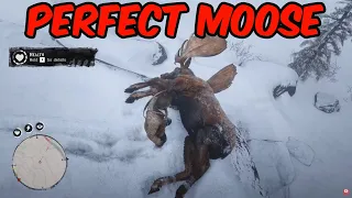 How to get multiple perfect Moose pelts RDR2