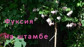 Штамбовая фуксия