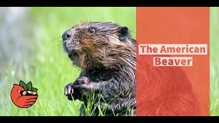 The American Beaver