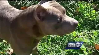 Dog fights off armed intruders in KC home