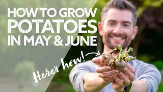 The Unexpected Time to Grow Potatoes: May & June Container Gardening