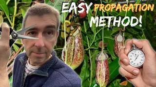 Propagate NEPENTHES (pitcher plant) the EASY Way! (In Less Than a Minute)