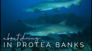 About the Diving in Protea Banks w/ Mozambique Experience.