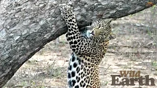 WildEarth - Sunset Safari - November 23, 2019