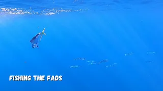Dolphin Fish / Fishing the Fads / Gold Coast