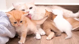 Mother cat calls her kittens who are busy playing and sleeping to wake up until lunch time.