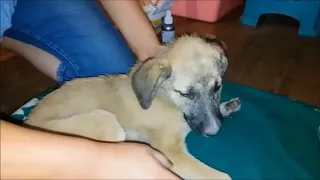 Спасение щенка из собачьего ящика