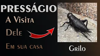 🏡 O Presságio do Grilo - Qual a Mensagem do Universo para Nós?