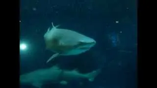 SCUBA Diving with Sand Tiger Shark
