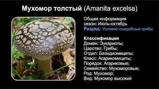 Мухомор толстый (Amanita excelsa)