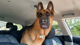German Shepherd worries when realizes he's at the vet! | Funny Pet's Reaction