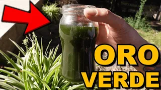 💥Este POTENTE ABONO CASERO hará CRECER tus PLANTAS 💥 FERTILIZANTE ORGÁNICO , RÁPIDO Y GRATIS ❗❗