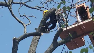 90 річне дерево - гігант. Кочеров сумах.🌴🌴