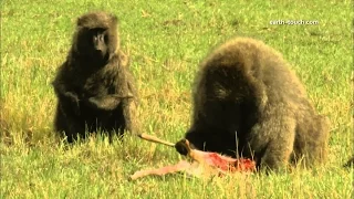 Baboon Eating Impala   Baboon Eating Impala In The Forest