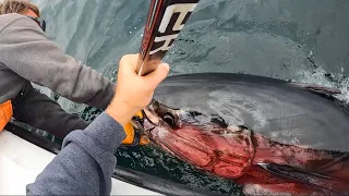 We Almost Lost This Giant Bluefin Tuna...
