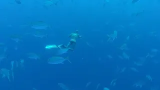 School of Amberjacks Pathos Sniper Roller 125 and Supreme Carbon Blades Diving&Freediving Sesimbra